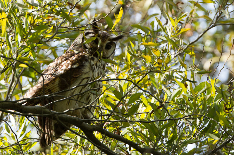 Hibou striéadulte