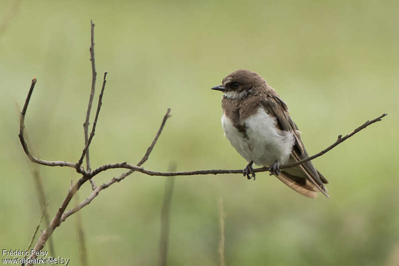 Hirondelle à collieradulte, identification