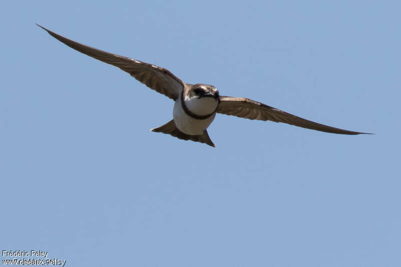 Banded Martinadult, Flight