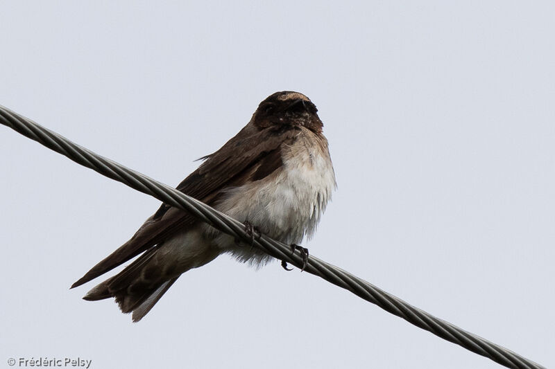 Hirondelle à front blancimmature