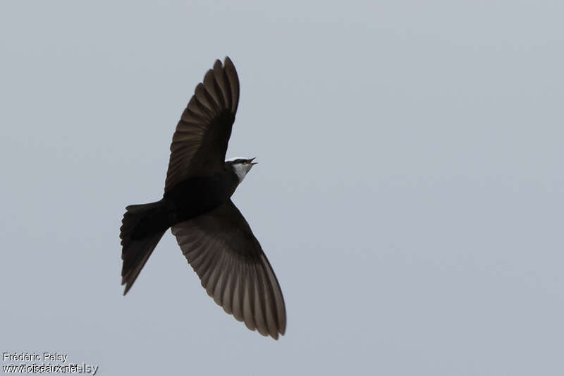 White-headed Saw-wing male adult, fishing/hunting