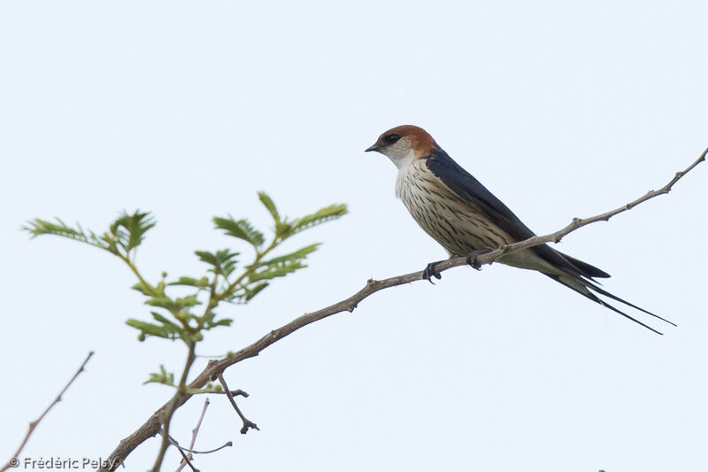 Hirondelle à tête rousseadulte