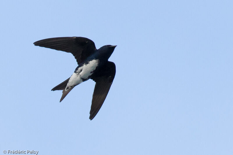 Hirondelle à ventre blancadulte, Vol