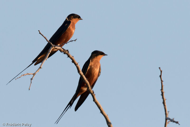 Red-breasted Swallow