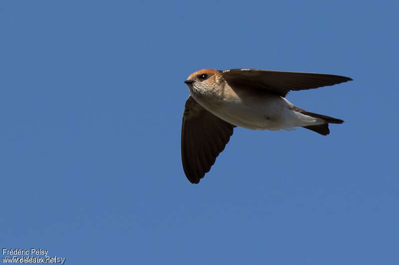 Fairy Martinadult, Flight