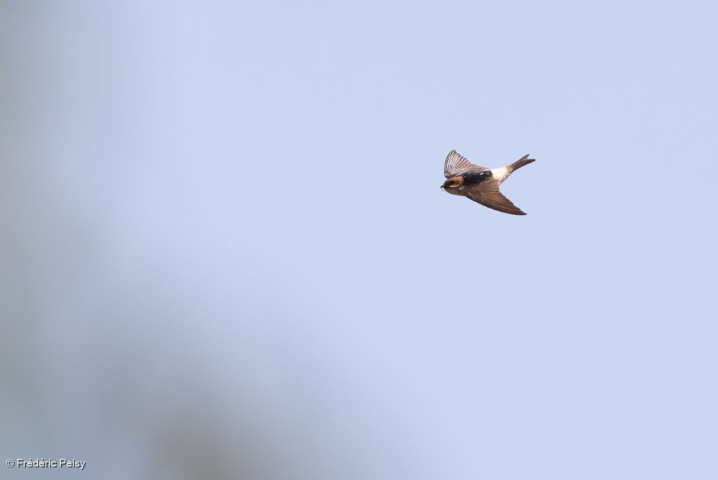 Hirondelle ariel, Vol