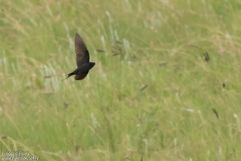 Blue Swallow female adult, identification