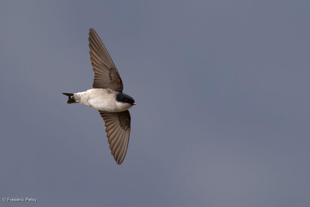 Hirondelle de Bonaparte, Vol