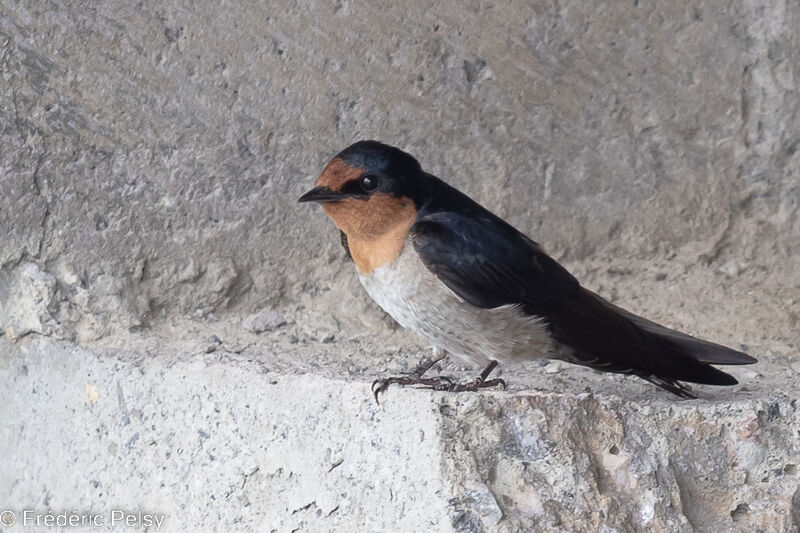 Pacific Swallow