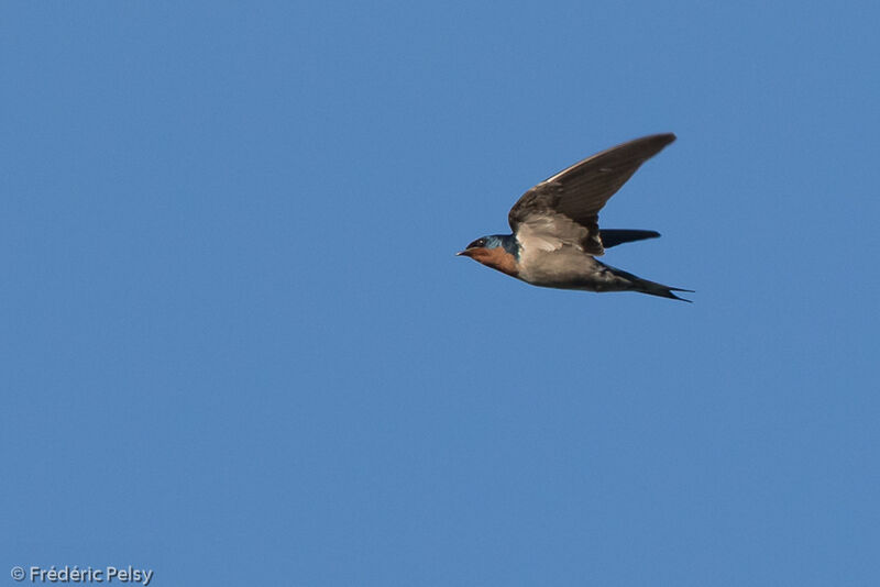 Angola Swallowadult