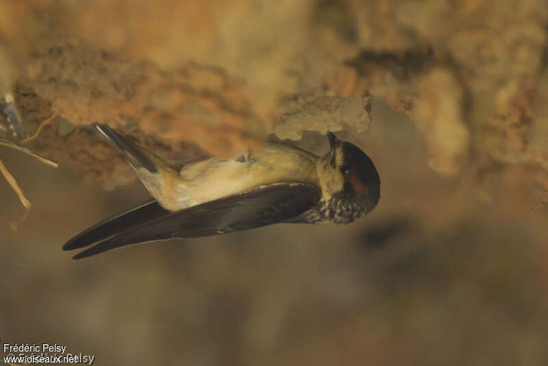 Preuss's Cliff Swallowadult breeding, pigmentation, Reproduction-nesting