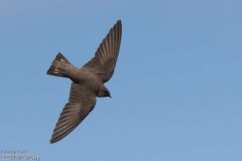 Eurasian Crag Martinadult, identification