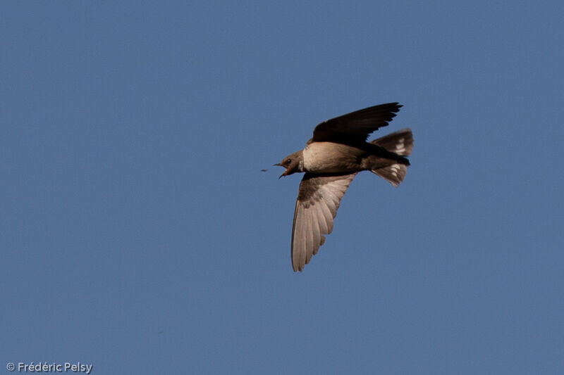 Eurasian Crag Martin, Flight, fishing/hunting