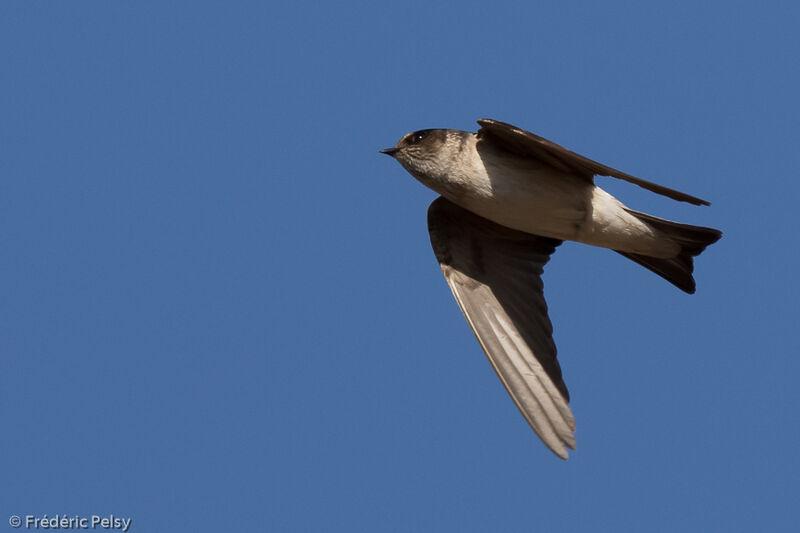 Tree Martin, Flight