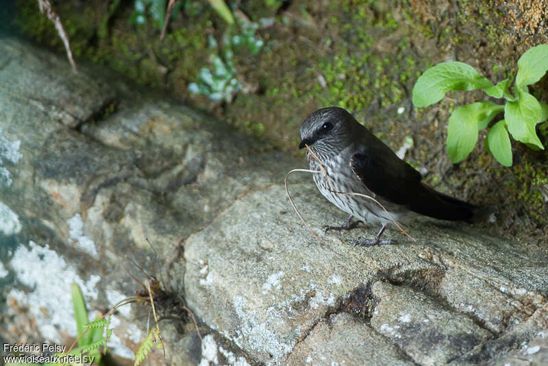 Hirondelle des Mascareignesadulte, identification