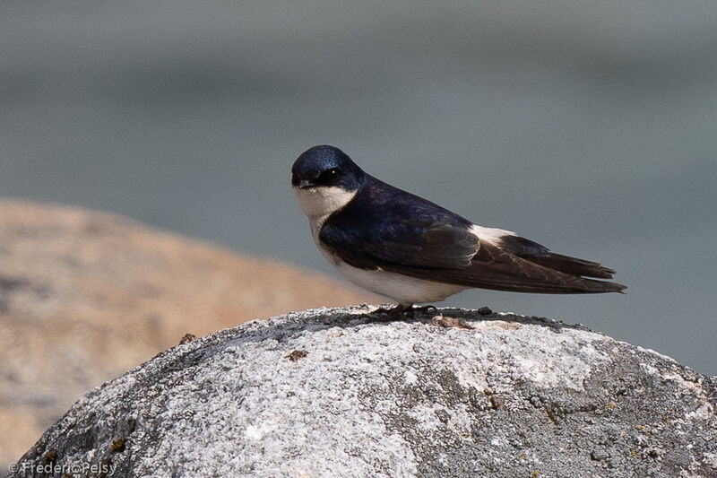 Chilean Swallow