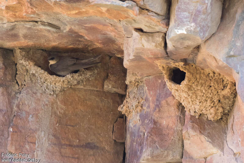 Rock Martinadult, habitat, Reproduction-nesting