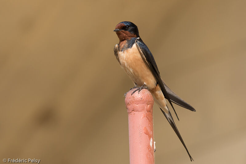 Hirondelle rustique mâle adulte