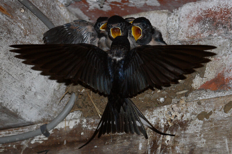 Barn Swallow