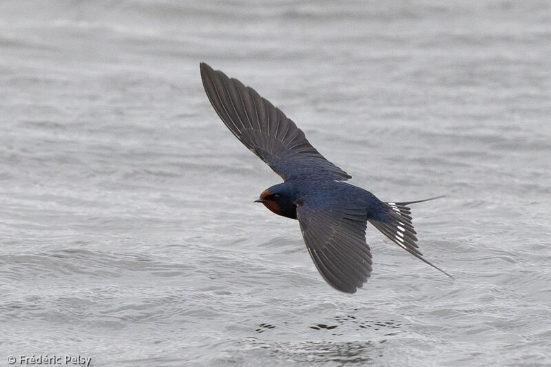 Barn Swallowadult, Flight