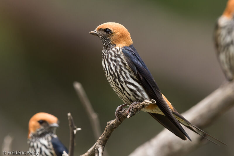 Lesser Striped Swallowadult