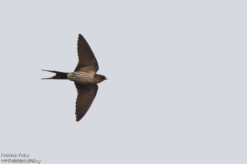 Eastern Red-rumped Swallowadult, Flight