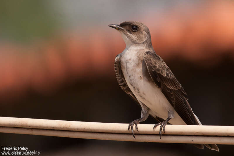 Brown-chested Martinadult, aspect