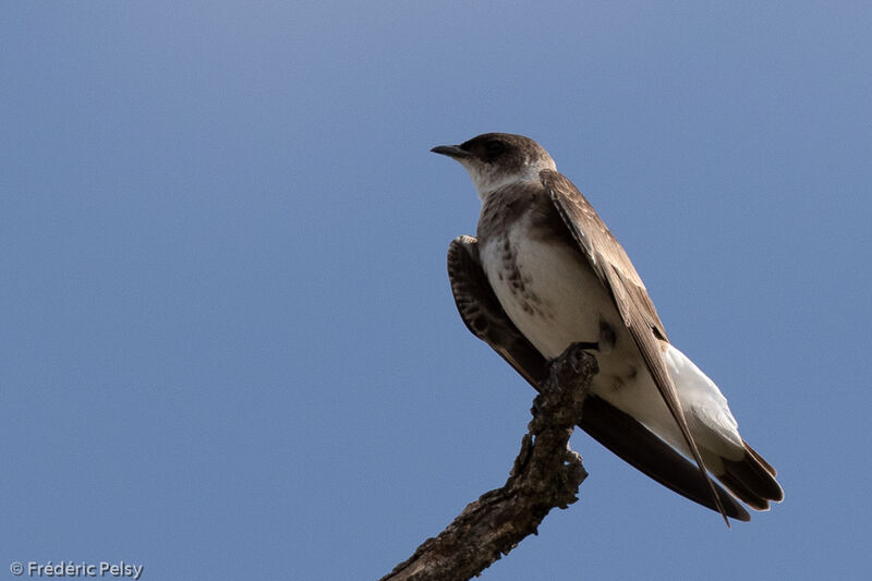 Hirondelle tapère