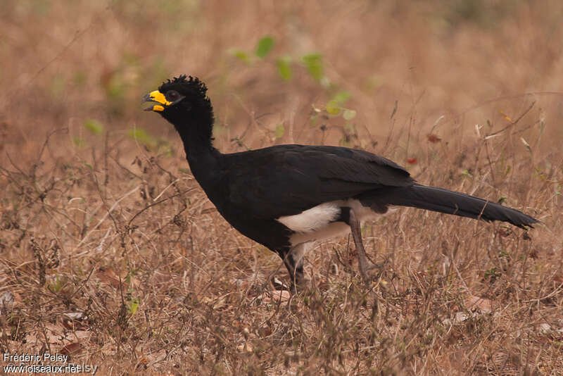 Bare-faced Curassow male adult, identification