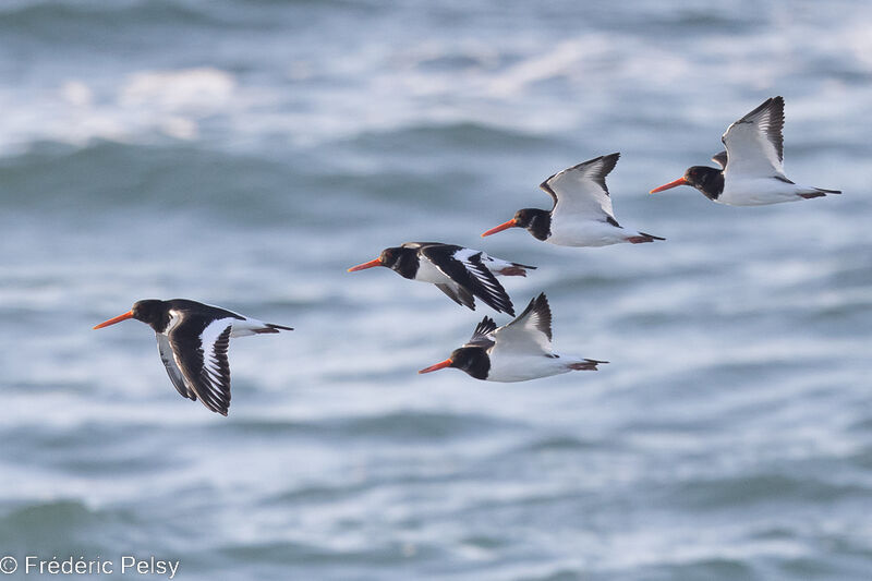 Eurasian Oystercatcher, Flight