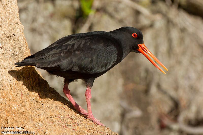 Variable Oystercatcheradult, close-up portrait