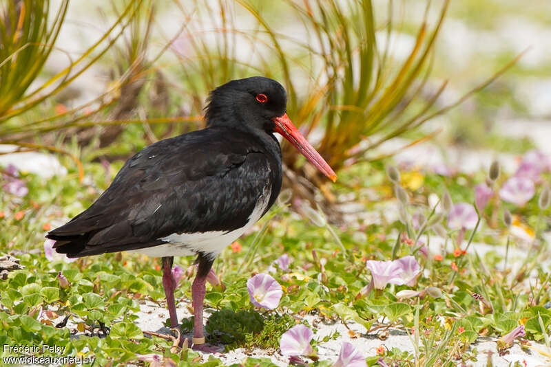 Huîtrier variableadulte, identification