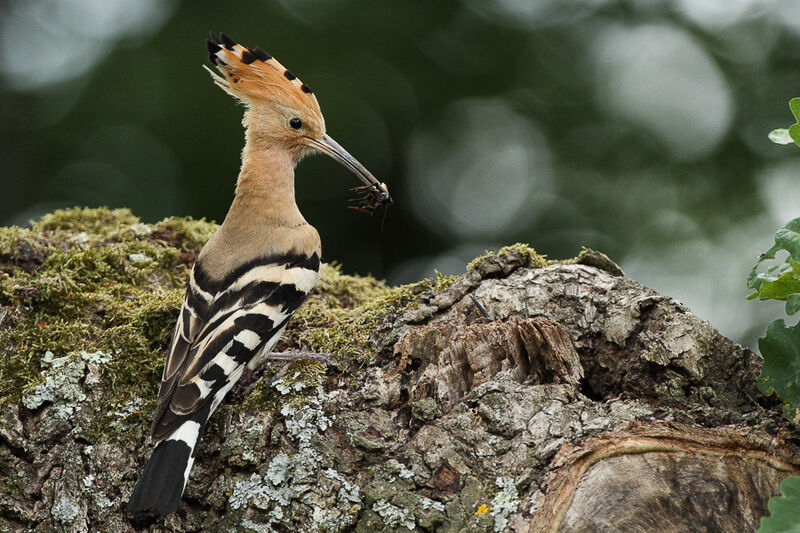 Eurasian Hoopoe