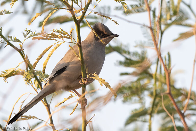 Grey Hypocolius male