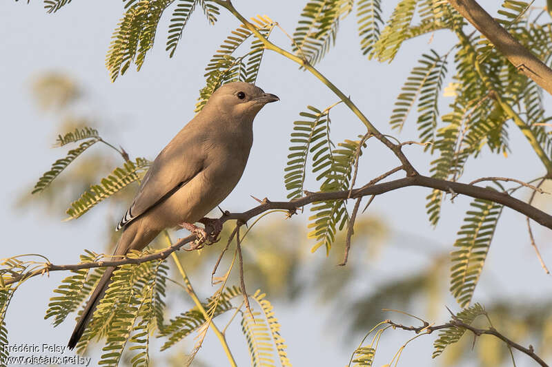 Hypocolius gris femelle adulte, identification