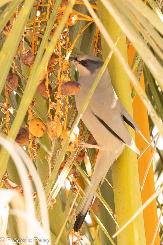 Grey Hypocolius male, eats