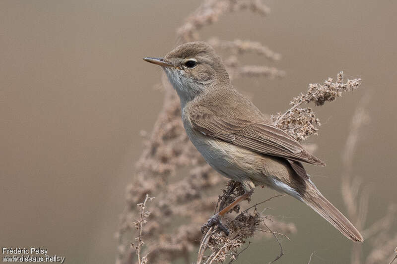 Booted Warbler male adult breeding, identification