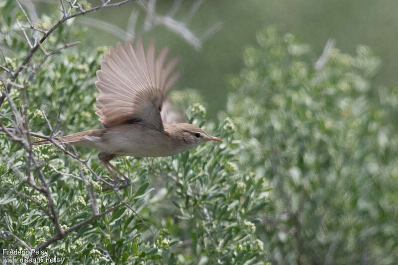 Sykes's Warbleradult breeding, habitat, pigmentation, Flight