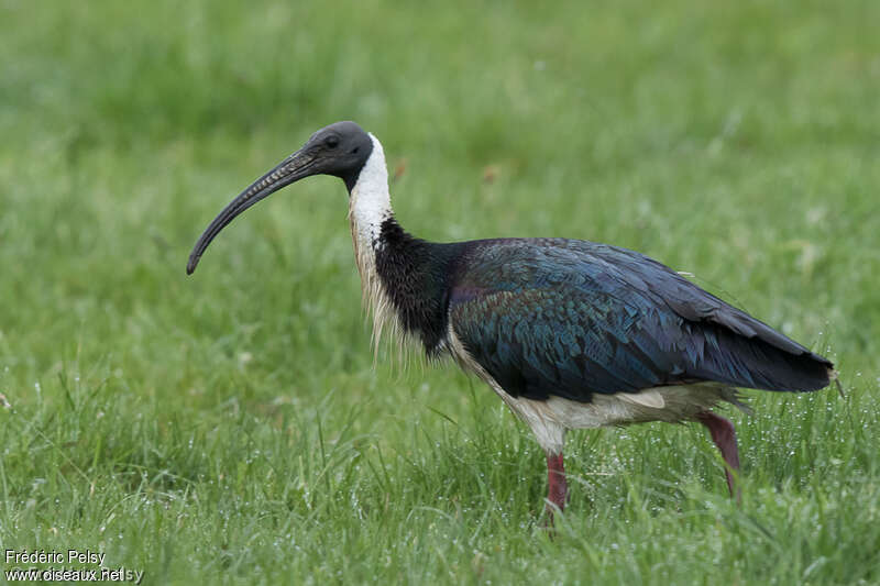 Ibis d'Australieadulte, identification