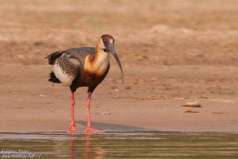 Ibis mandoreadulte