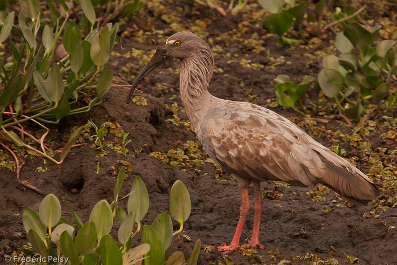 Plumbeous Ibis