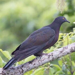 Carpophage de Wharton