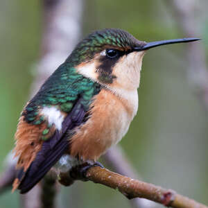 Colibri d'Héliodore