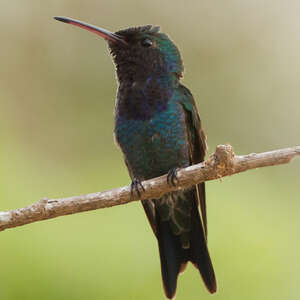 Colibri de Lillie