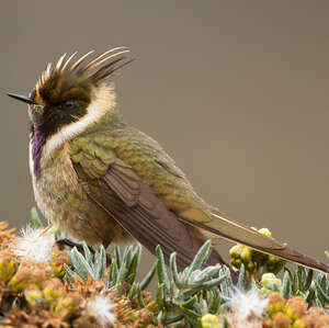 Colibri de Stübel