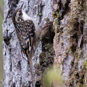 Grimpereau du Sichuan