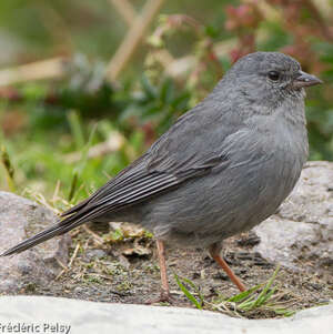Haplospize gris-de-plomb