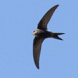 Martinet de Salim Ali