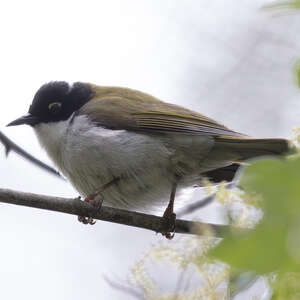 Méliphage à sourcils rouges