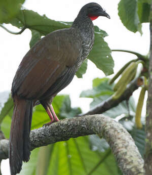 Pénélope du Cauca